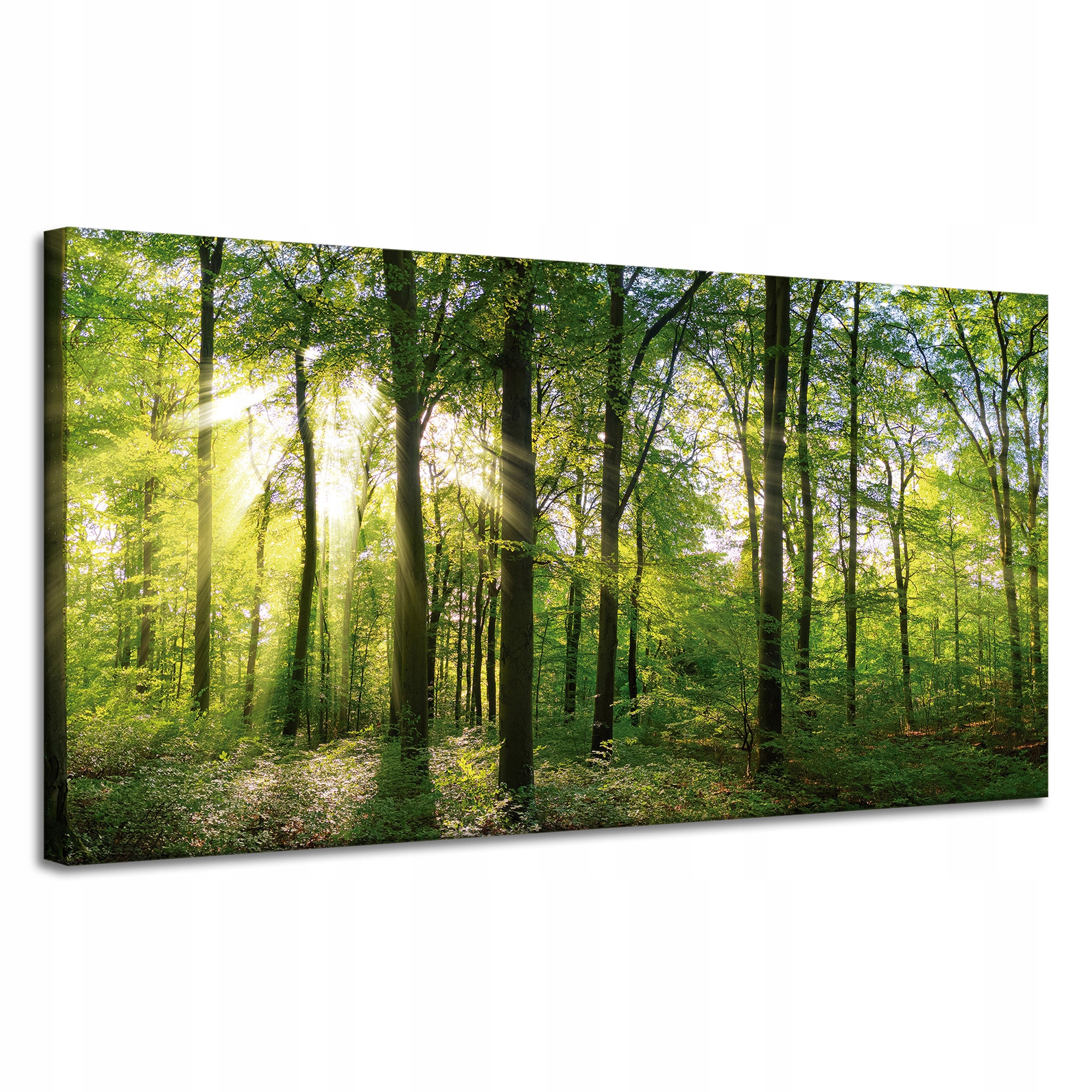 Obraz na plátně Slunce Les Stromy Paprsky Světla 120x60 cm
