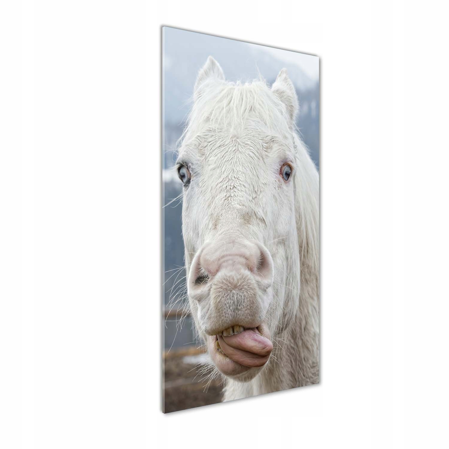 

Foto obraz na szkle Szalony biały koń 50x125 cm