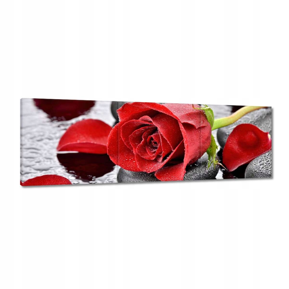 Obrazy 120x40 Červené růže Kameny