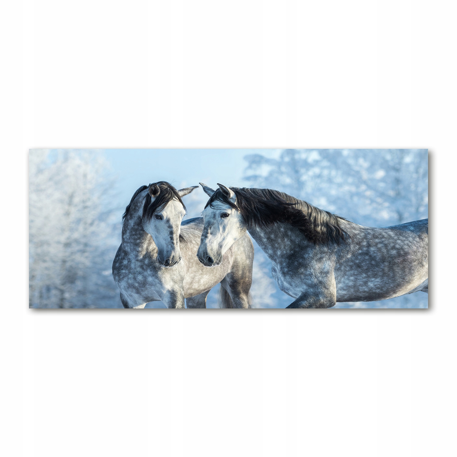 

Foto obraz szkło akryl Szare konie zimą 125x50 cm