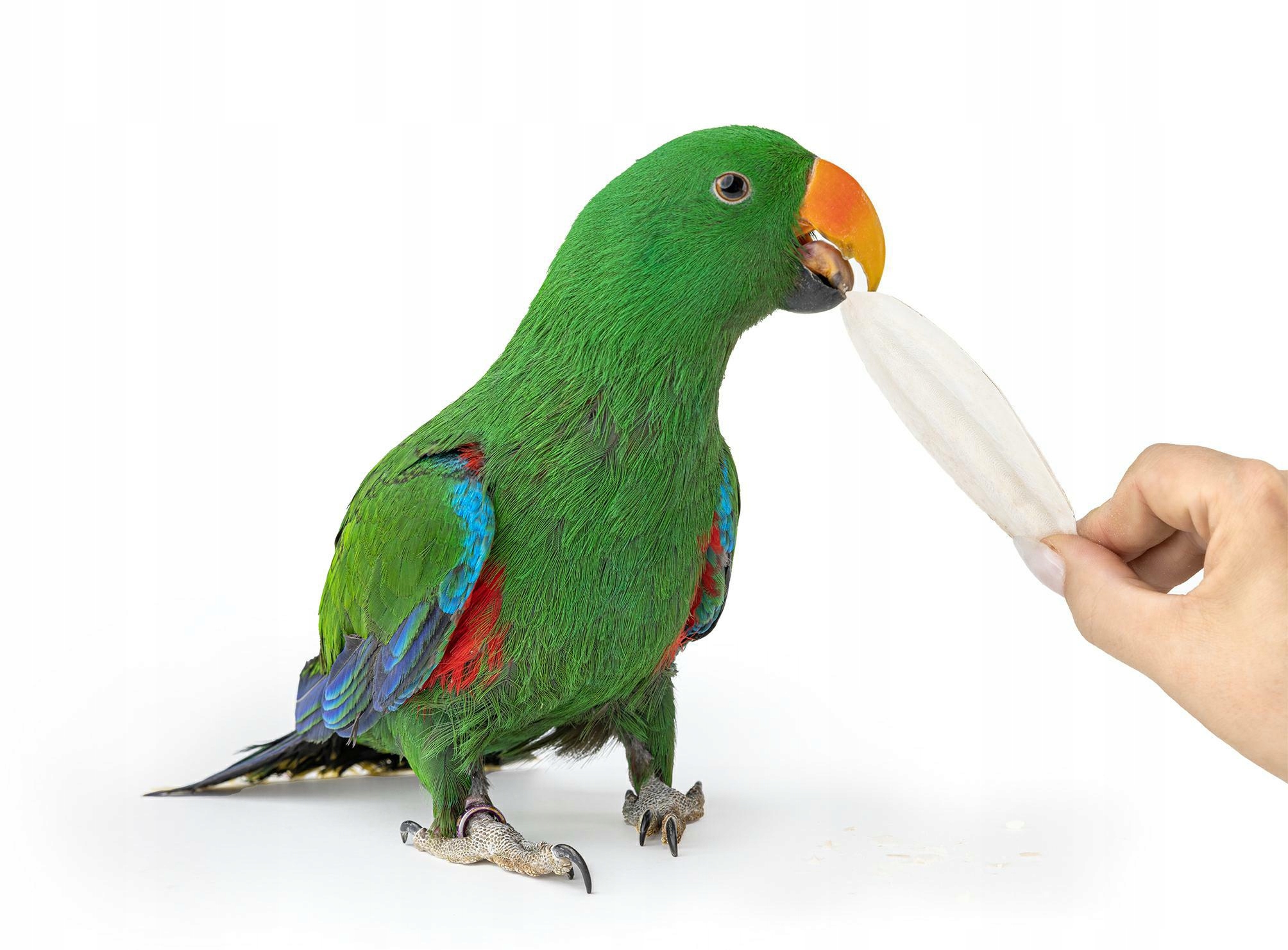 Volné sépiové barvy, 12 Happet , krabička s 25 Ks .