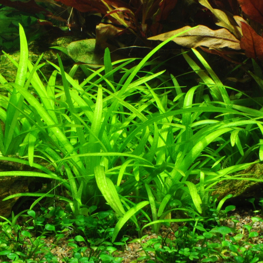 Sagittaria subulata - TROPICA (koszyk)