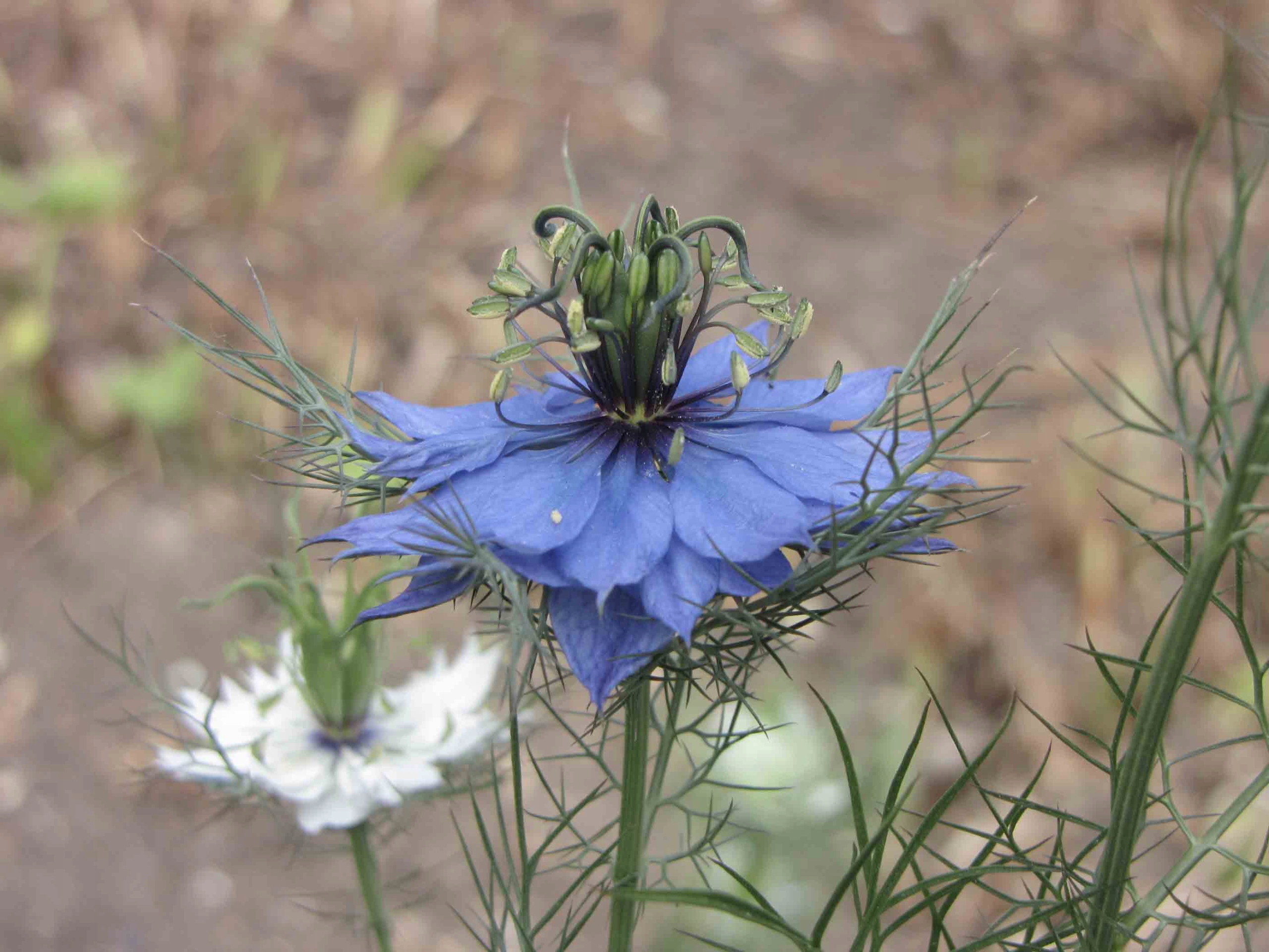 Нигелла Sativa