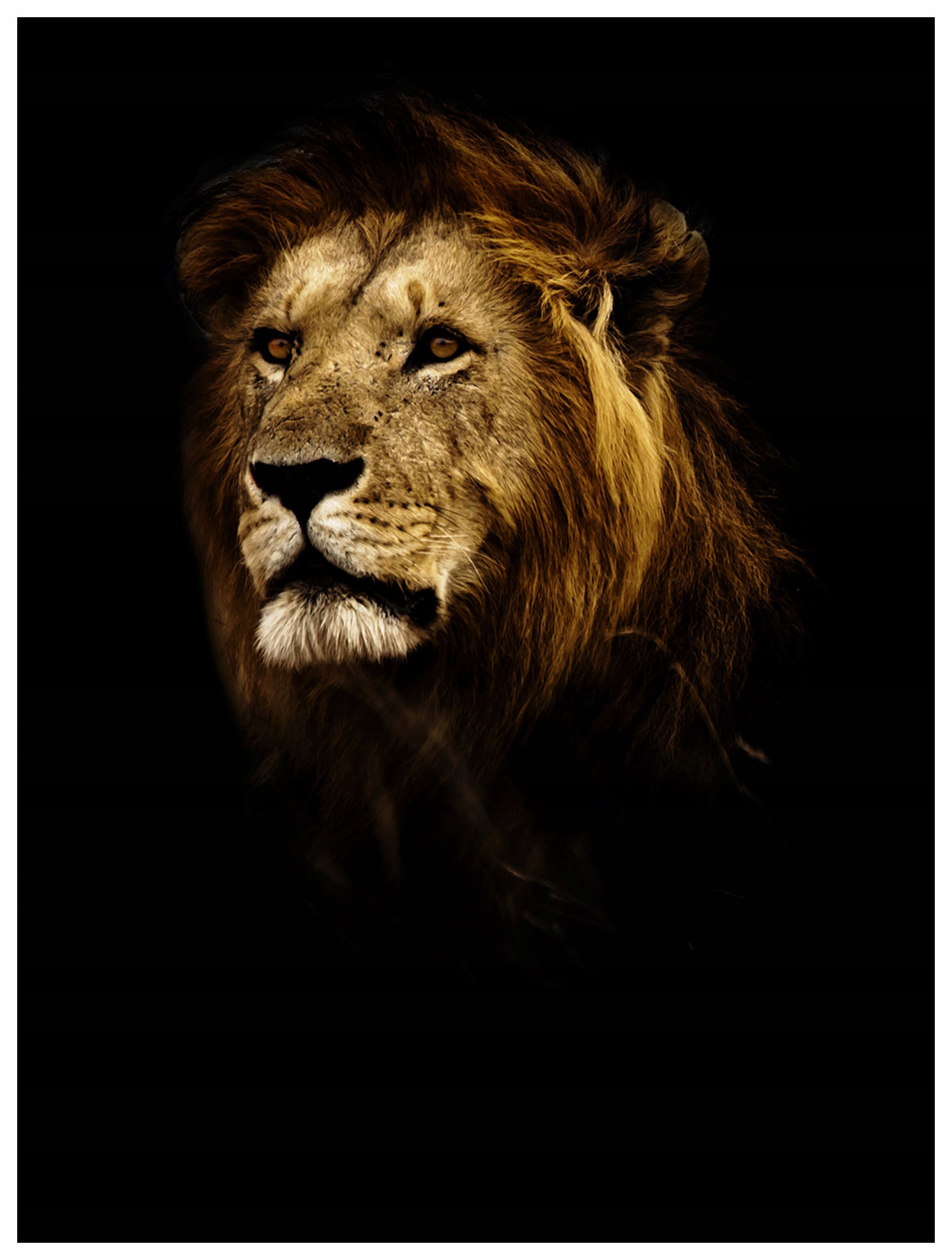 Vliesová fototapeta Lev Síla a půvab krále džungle 184x254 lepidlo