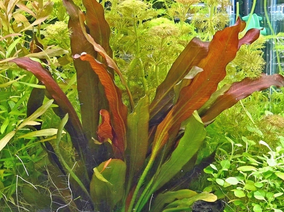 Echinodorus Red Diamond [koszyk]