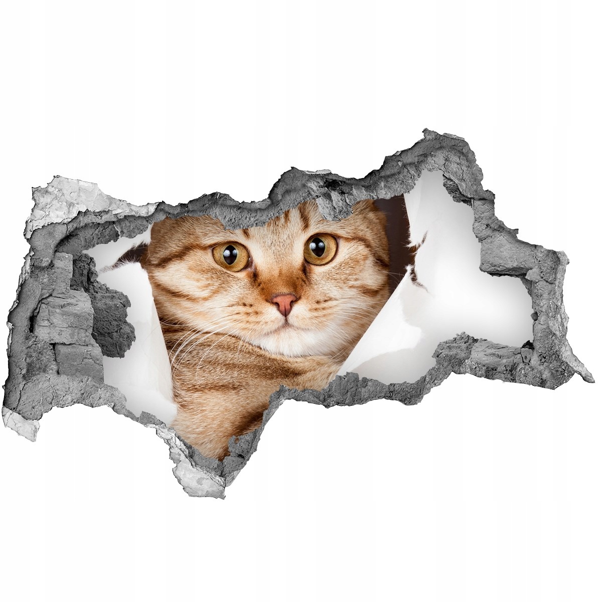 

Dziura 3d fototapeta na ścianę Naklejka Kot 115x88