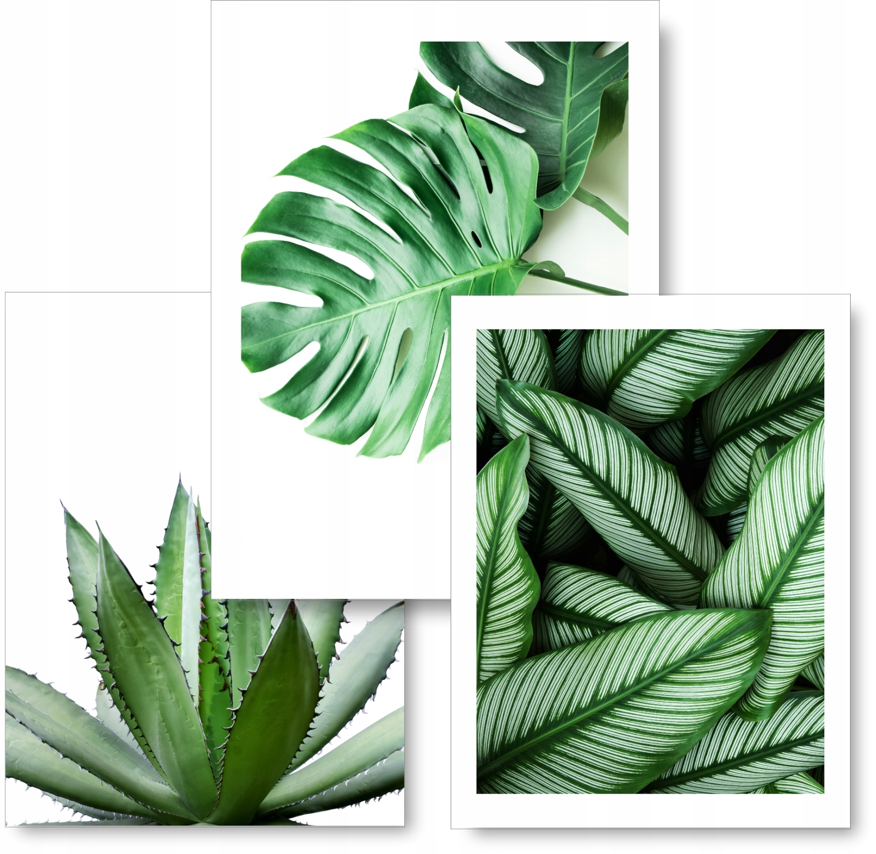 

Zestaw Monstera 3 obrazki 30x40 plakaty