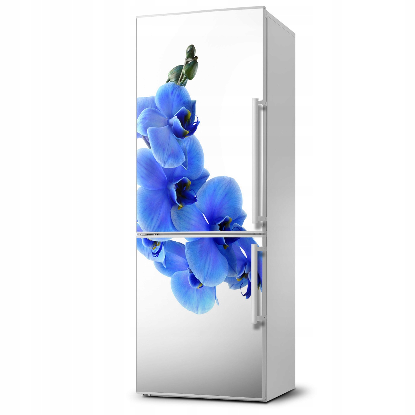 

Naklejka Magnes Magnes Niebieska orchidea 60x180