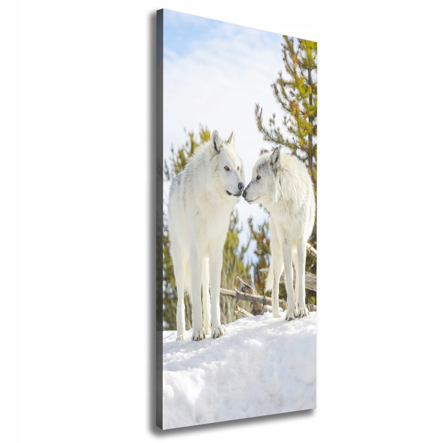 

Foto obraz na płótnie Dwa białe wilki 50x125 cm