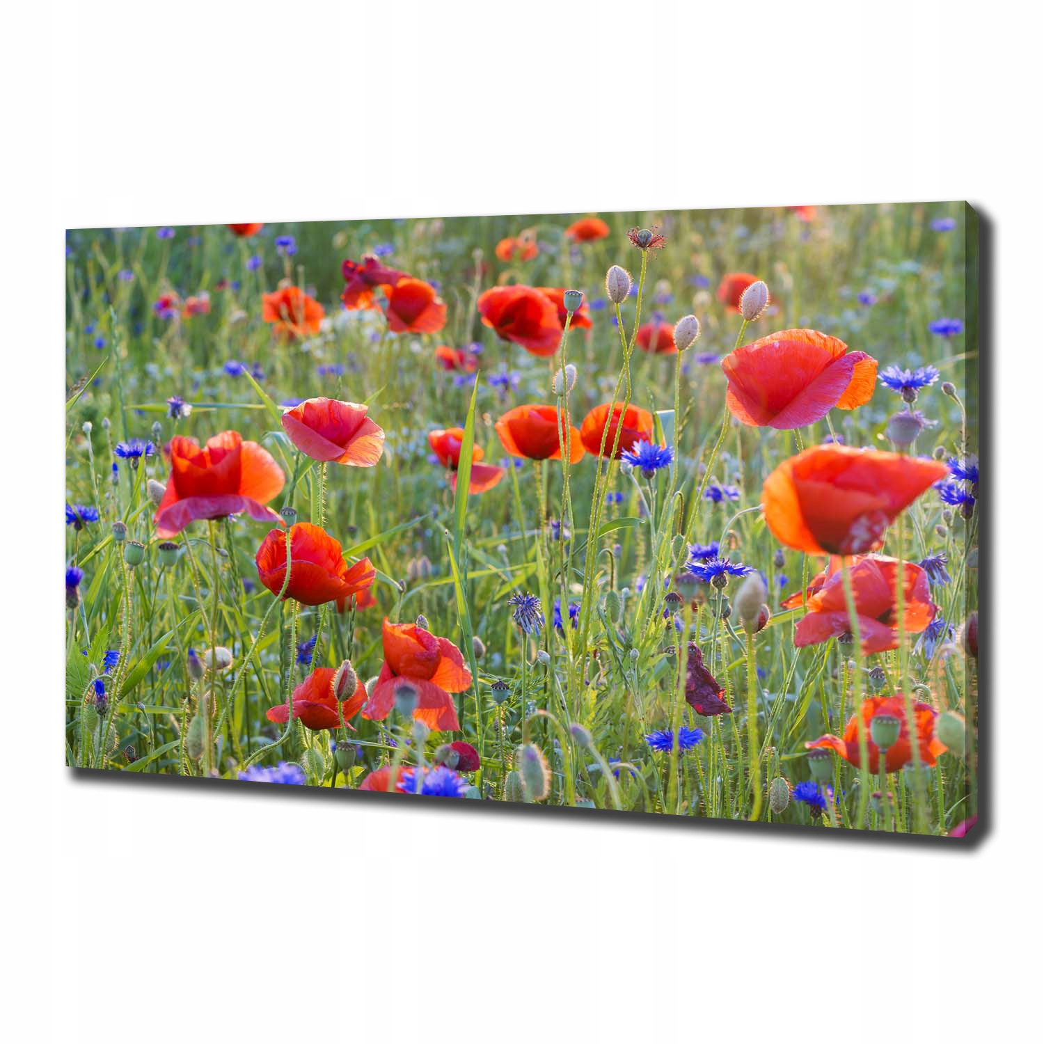 

Duży foto obraz na płótnie Polne kwiaty 100x70 cm