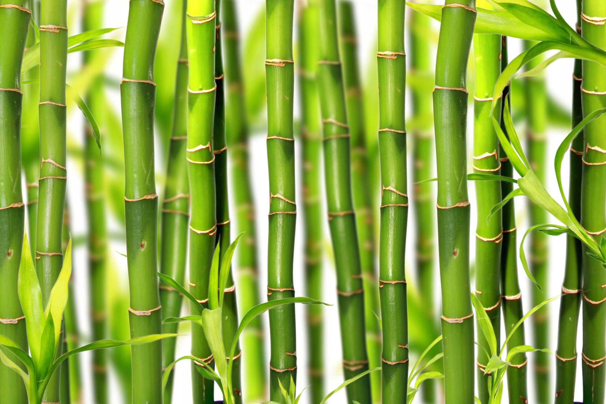 Биг бамбук big bamboo vip. Bamboo nature 119х60х11. Бамбук листья текстура. Бамбук Сток. Бамбук фон.