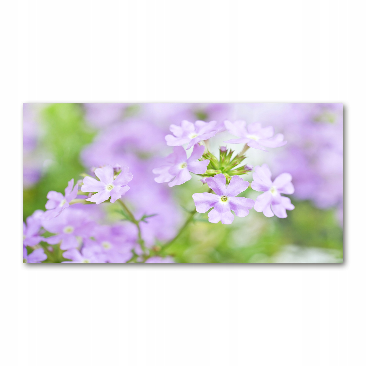 

Foto obraz duży akryl nowoczesny Werbena 120X60cm