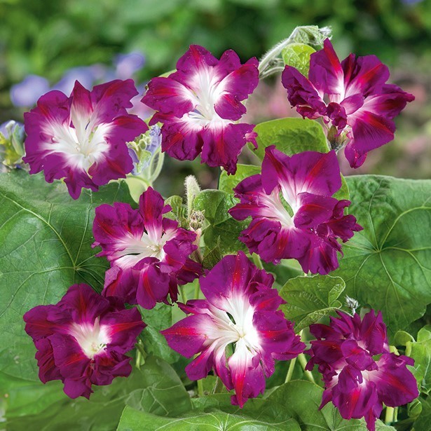 Wilec pnący Ruffled Red - do dekoracja pergoli - nasiona