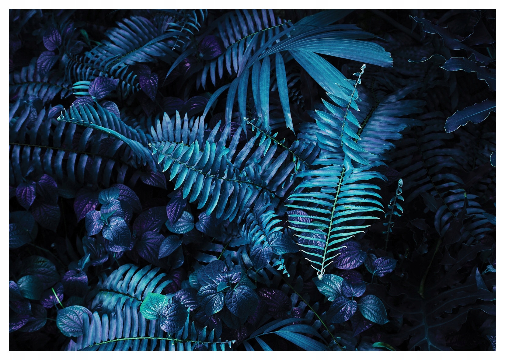 Vliesová fototapeta Tropický les Papraď Tmavé pozadie 416x290 lepidlo