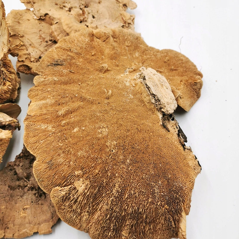 Huba suszona do obrazu z mech chrobotek 200g Marka inna