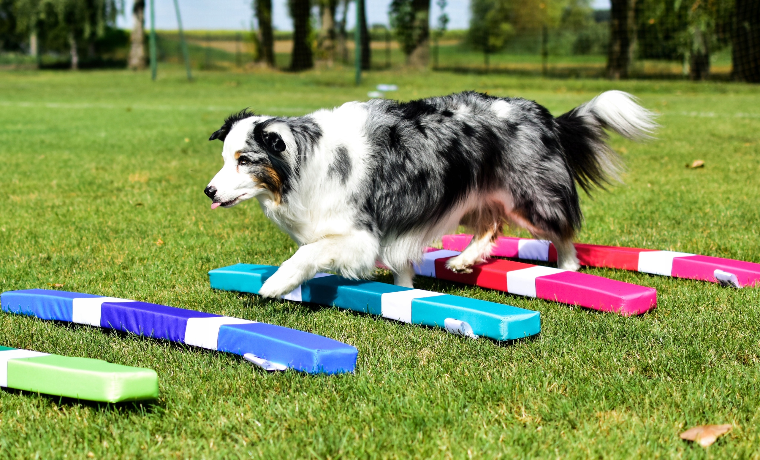 Překážky pro psa, tréninkový set pro psa, agility, 3 ks 110x10x5