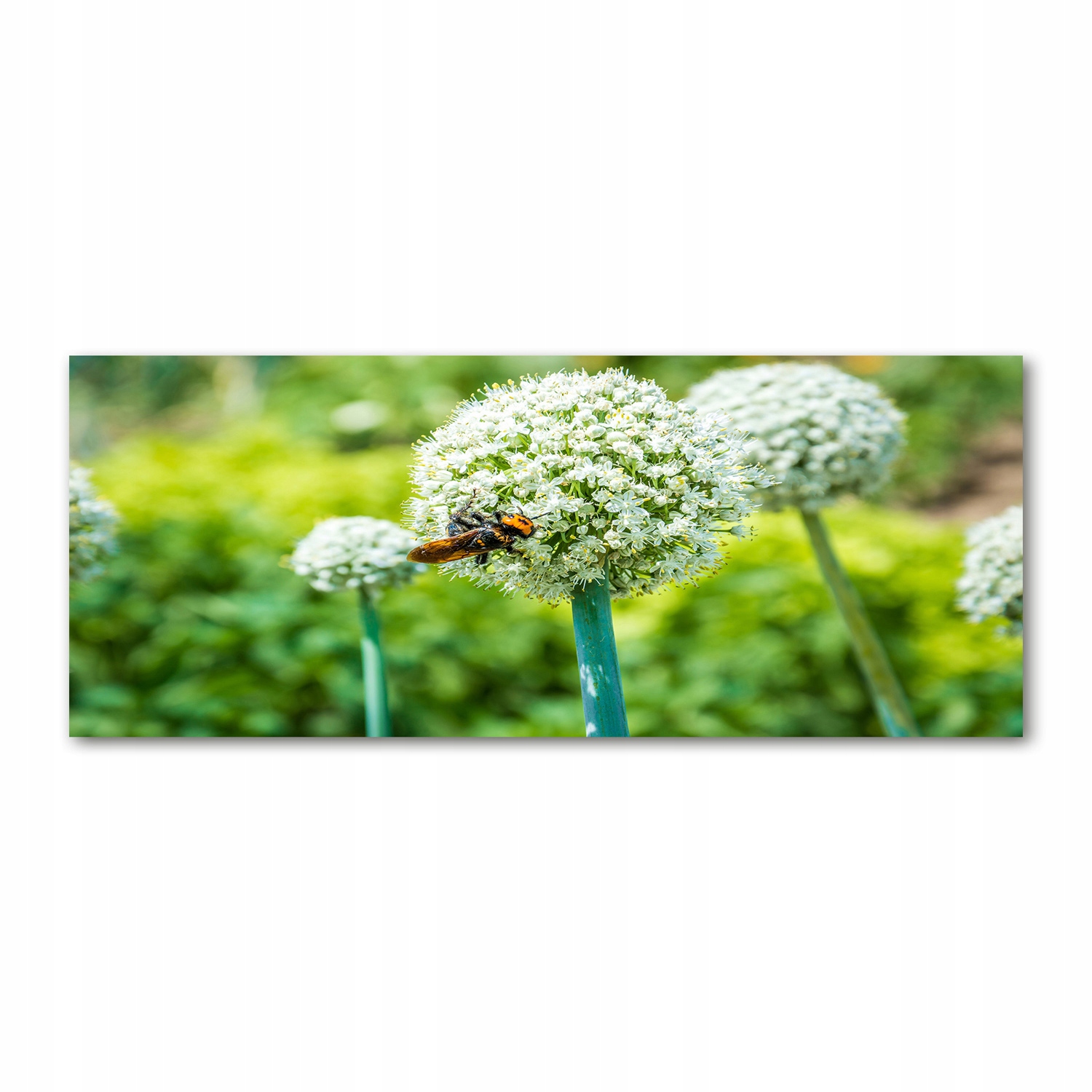 

Foto obraz szkło akryl Kwitnący czosnek 125x50 cm