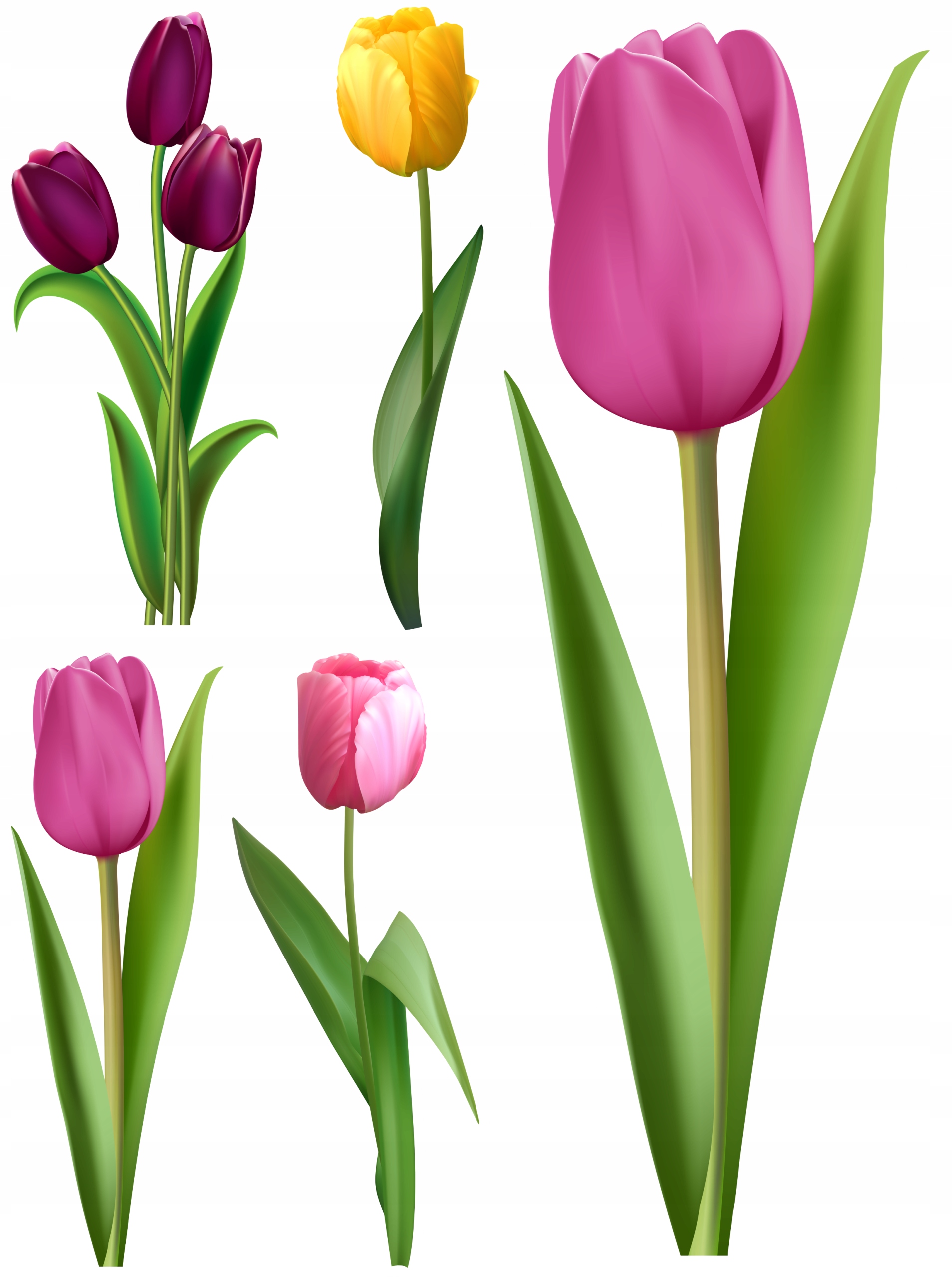 

Naklejki Na Okno Lustro Szybę Tulipany Kwiaty