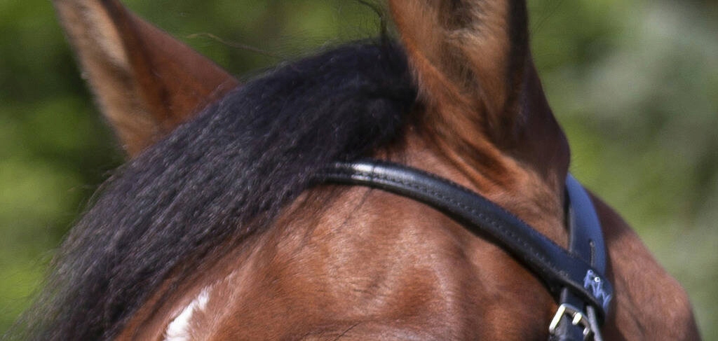 Ogłowie meksykańskie Cob black Riding World