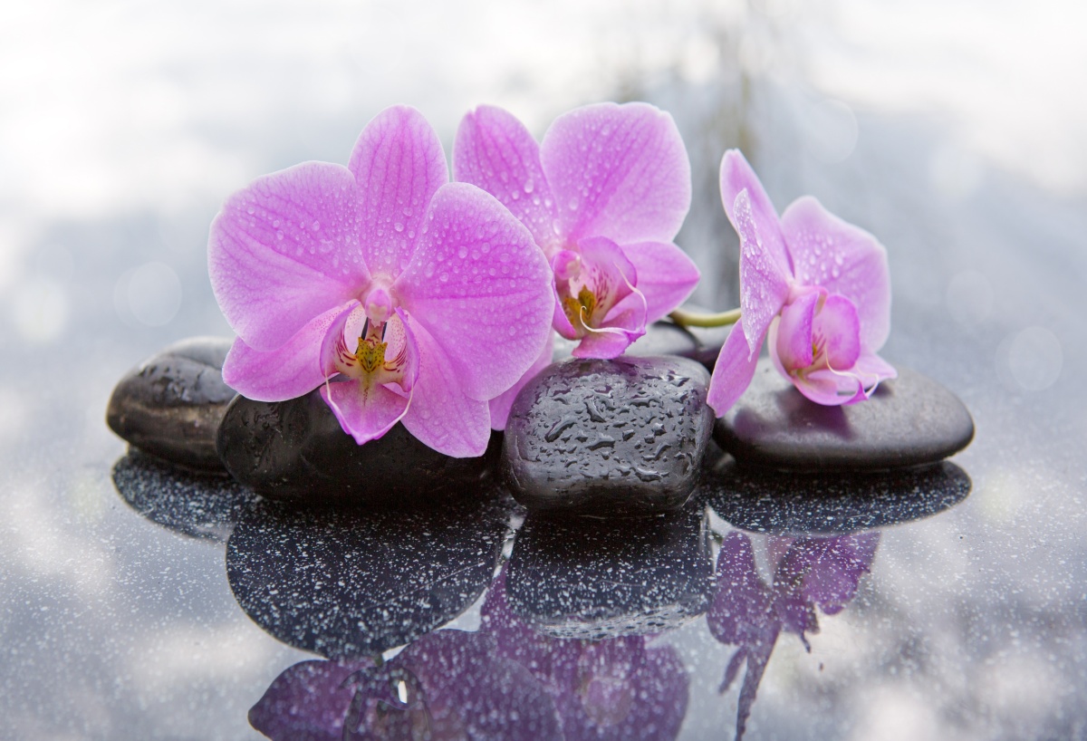

Tapeta Flizelinowa Orchidea Kamienie - 104x70