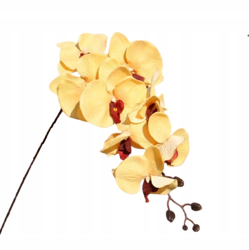ORCHIDEA ŻÓŁTA STORCZYK PHENELOPSIS 8 KWIAT. 105CM