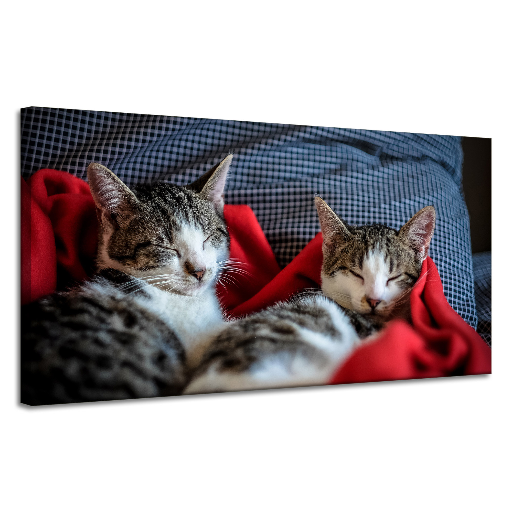 Obraz Canvas Zvířata Spící kočky Kočky 120x60 cm