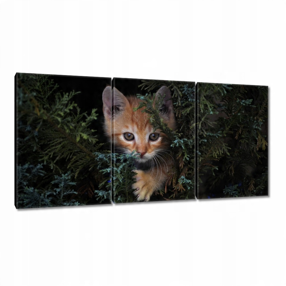 

Obrazy 120x60 Kociak