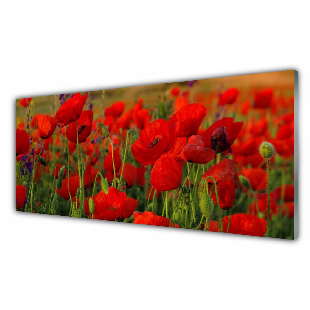 

Obraz akrylowy wiszący 125x50 Maki Roślina Natura