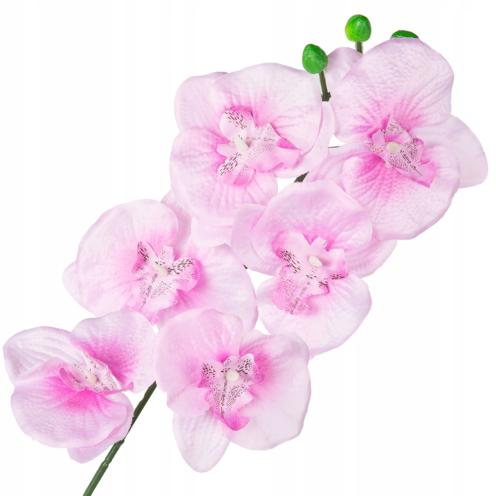 

Gałązka Storczyk Do Wazonu Bukietu Gałązka Długa