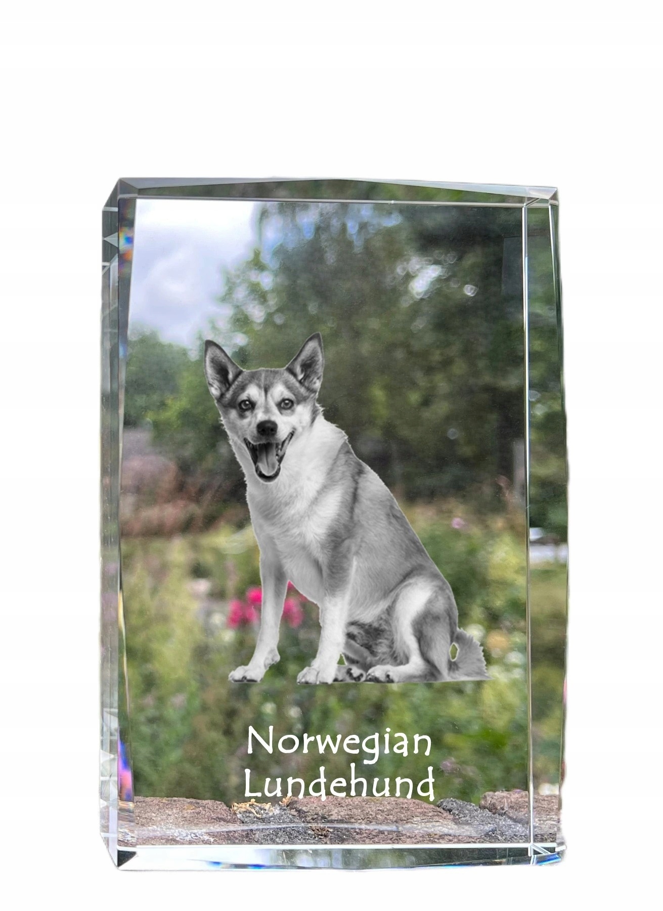 Norsk Lundehund fotografia psa v kryštáli, suvenír, trofej, poďakovanie