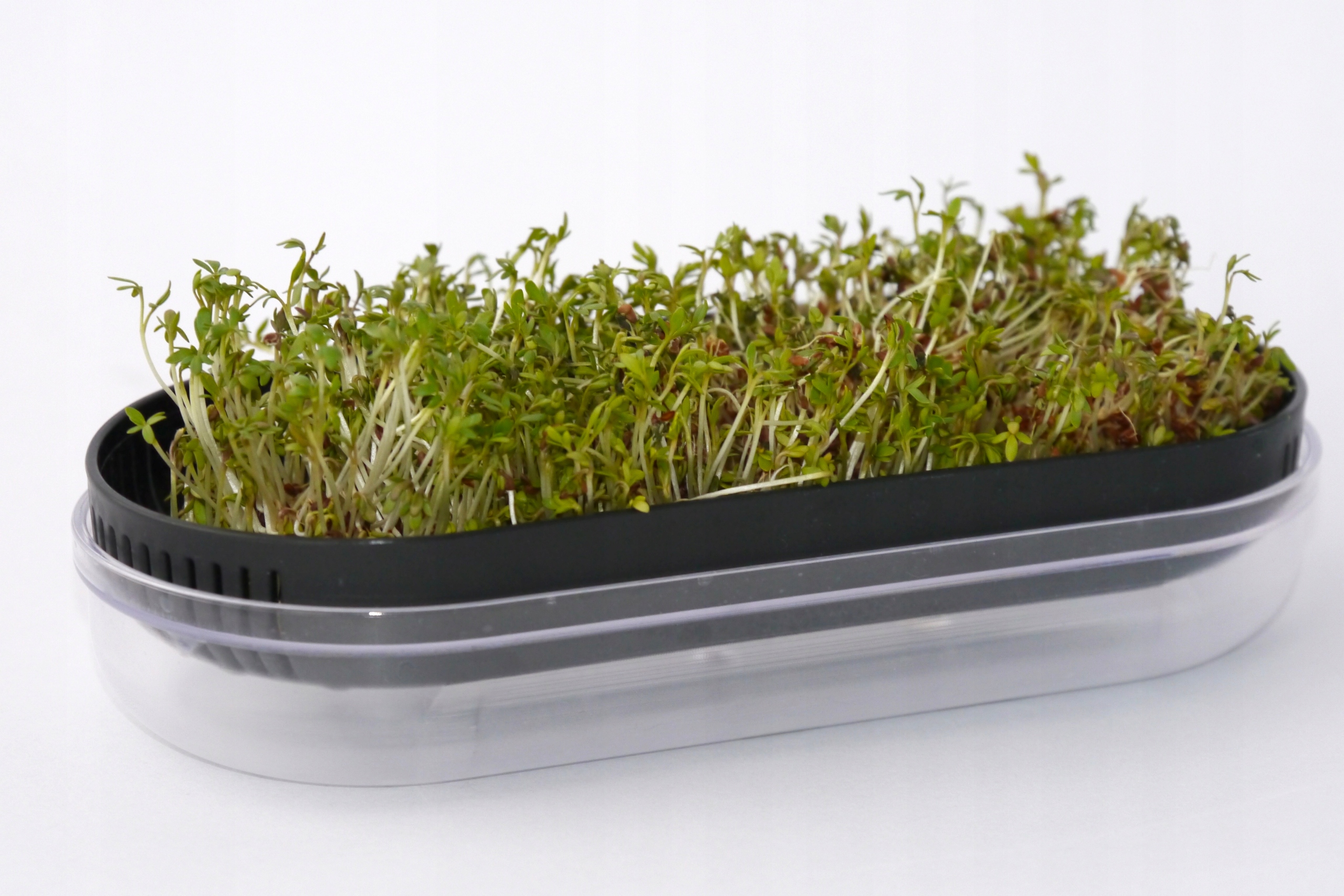 KIEŁKOWNICA na nasiona kiełków czarna RAVI Marka Practic