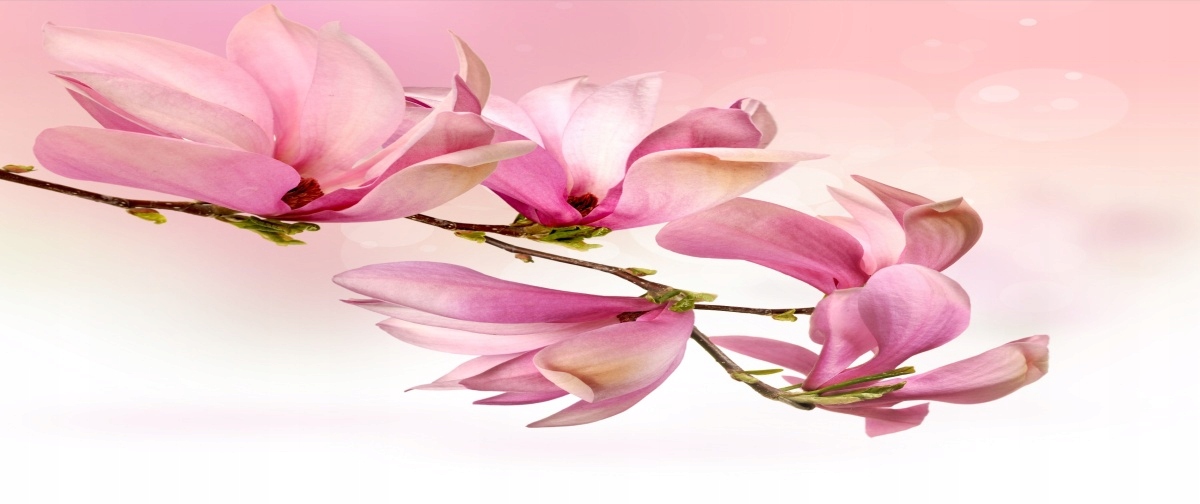 

Tapeta flizelinowa Magnolia 250x104