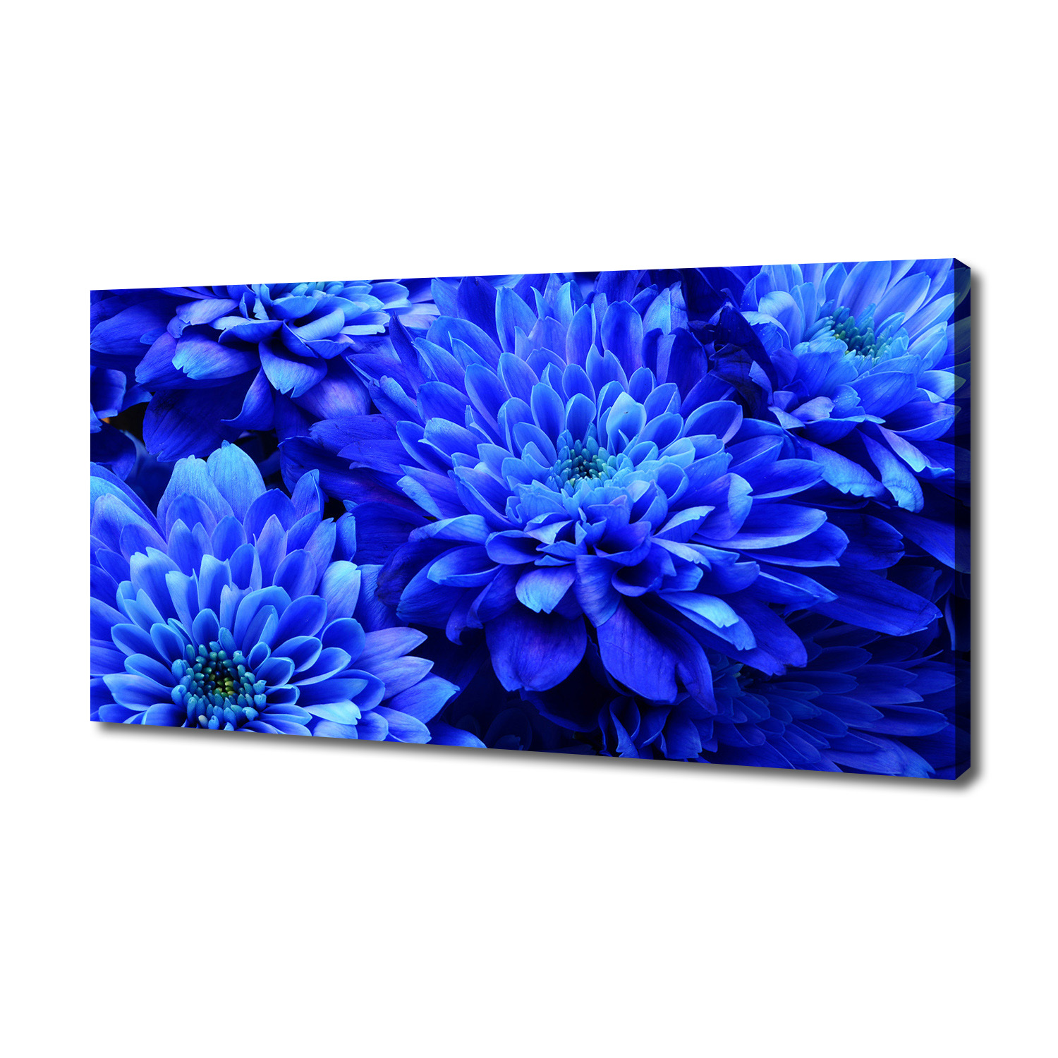 

Foto obraz na płótnie Niebieski aster 140x70 cm