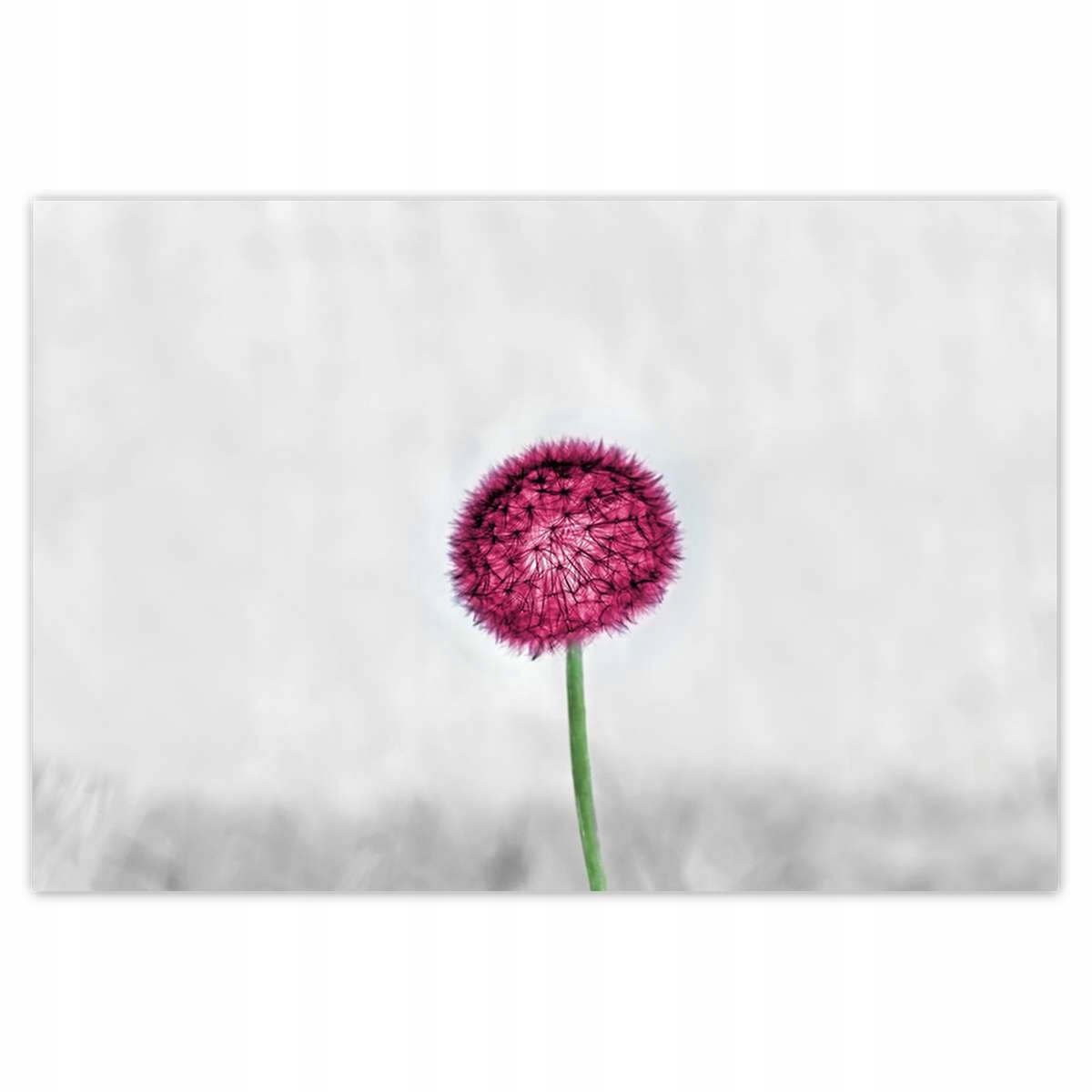 Plakáty 185x125 Růžový pampeliška Květina
