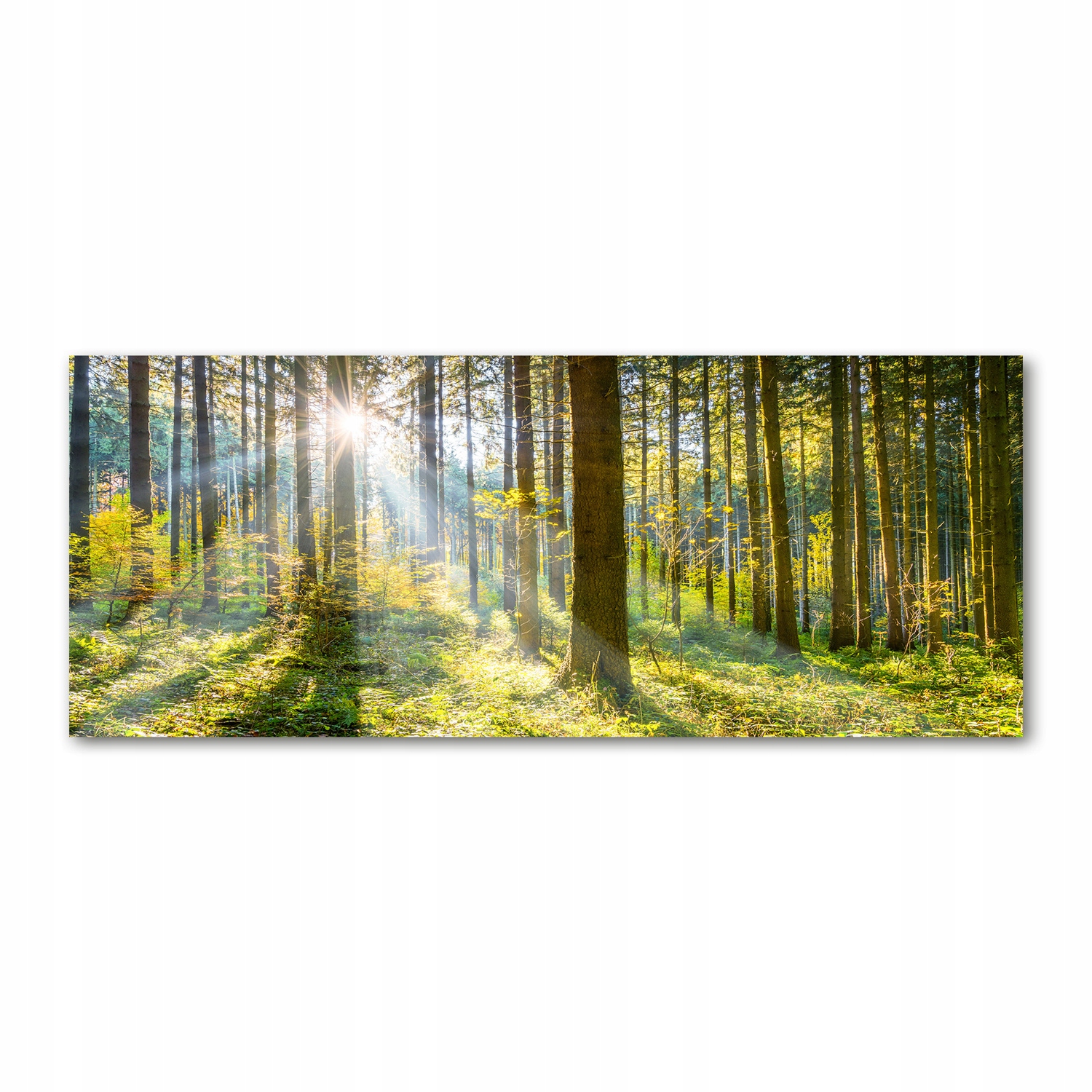 

Foto obraz akryl zdjęcie Las w słońcu 125x50 cm
