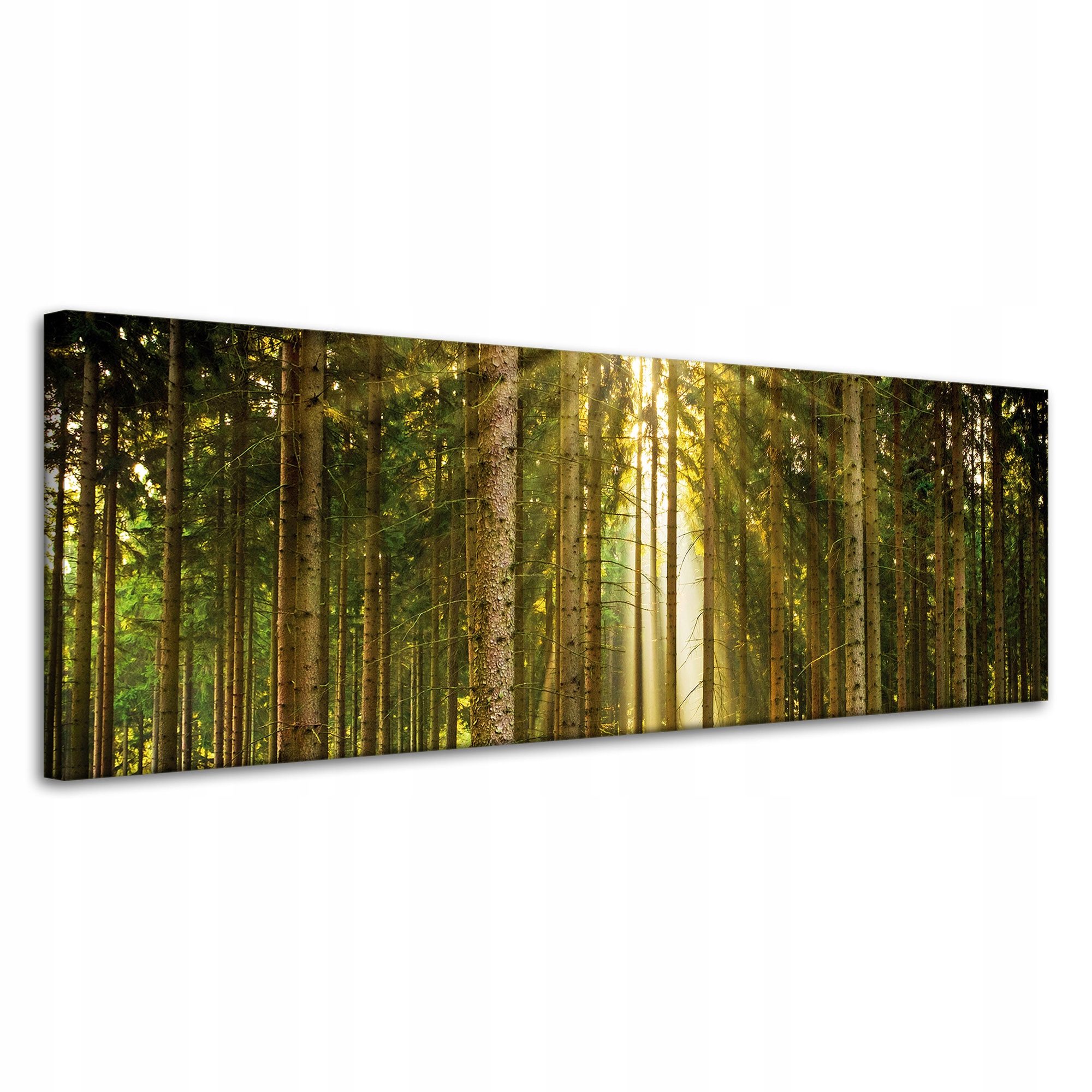 Obraz na plátně Les Stromy Slunce Příroda Jaro 120x40 cm