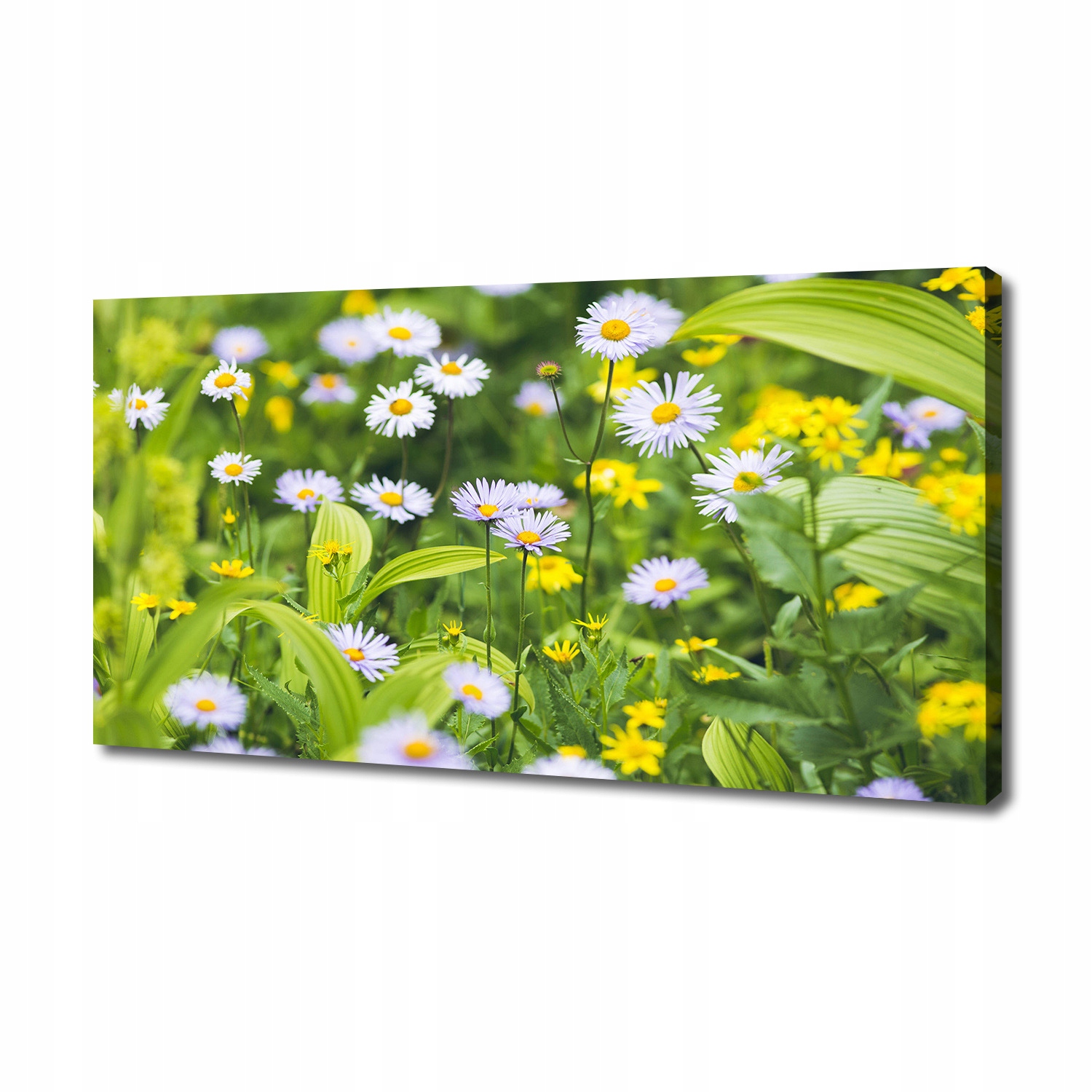 

Foto obraz canvas na ścianę Stokrotki 140x70 cm