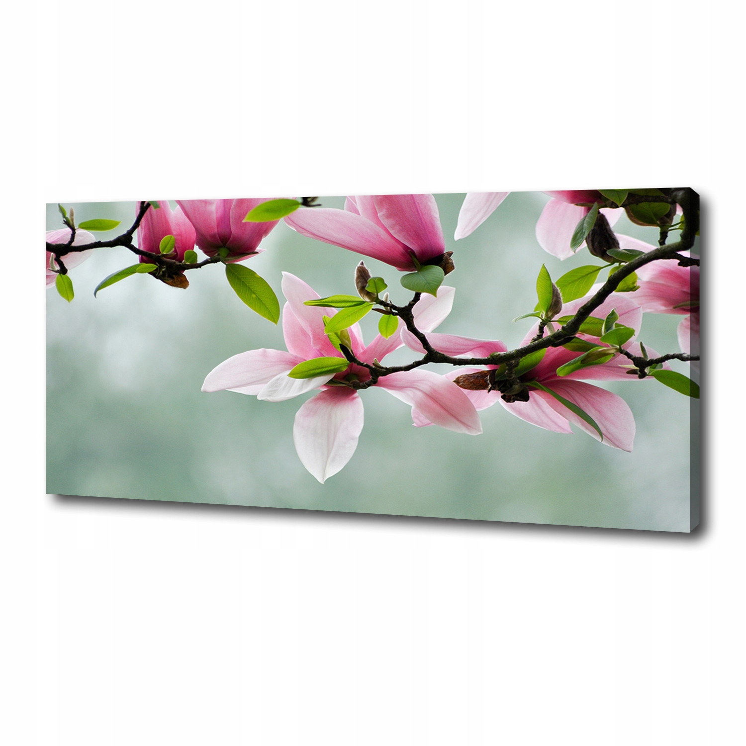 

Foto obraz canvas na ścianę Magnolia 125x50 cm
