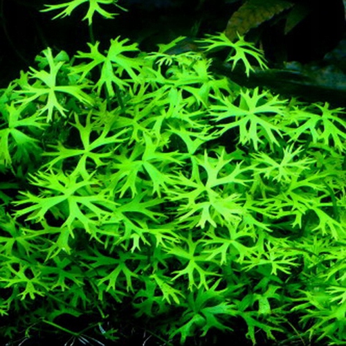 Ranunculus inundatus (in-vitro) puszka 7cm TROPICA 12GROW