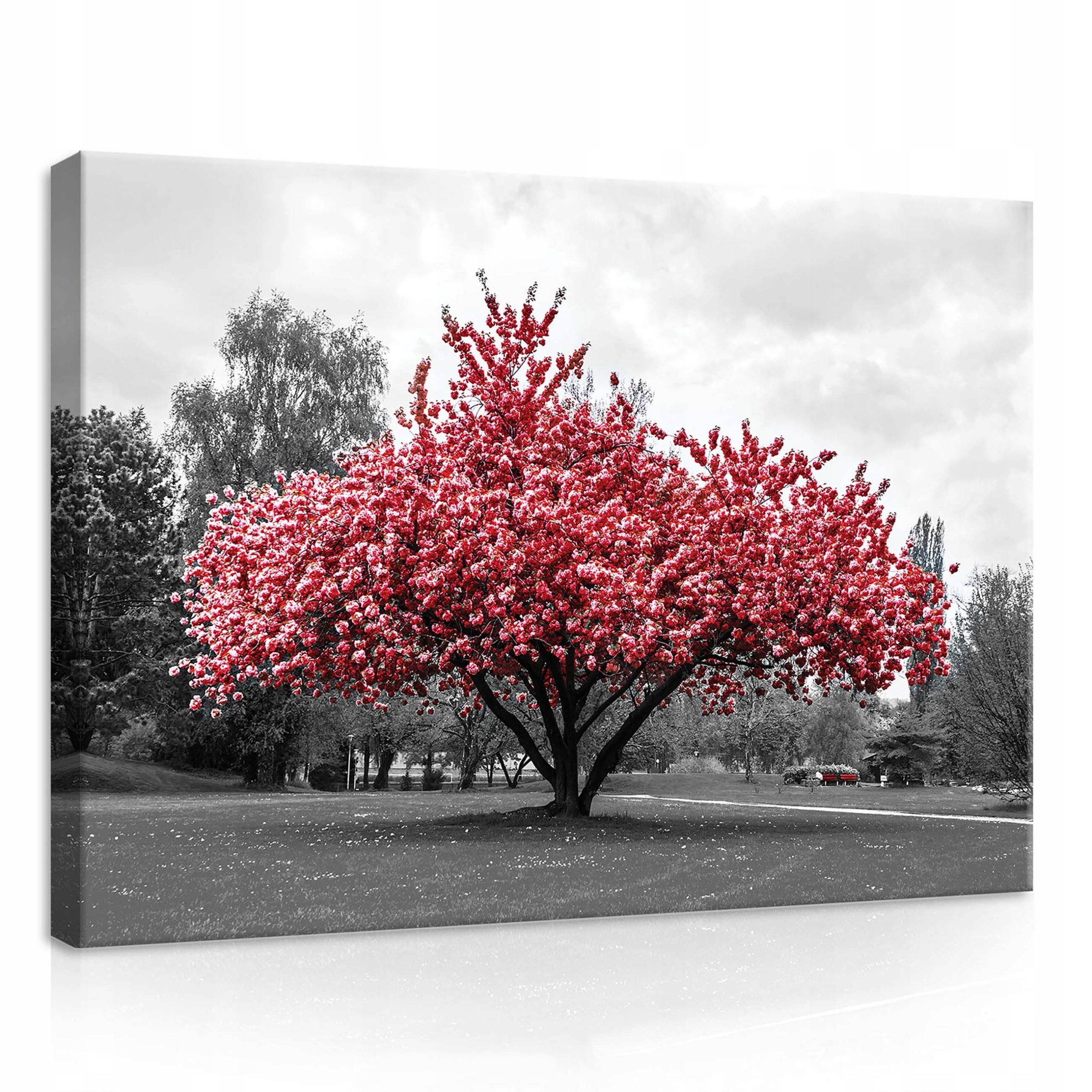 Obraz 70x50 Červený strom kvetoucí strom jaro příroda park klid