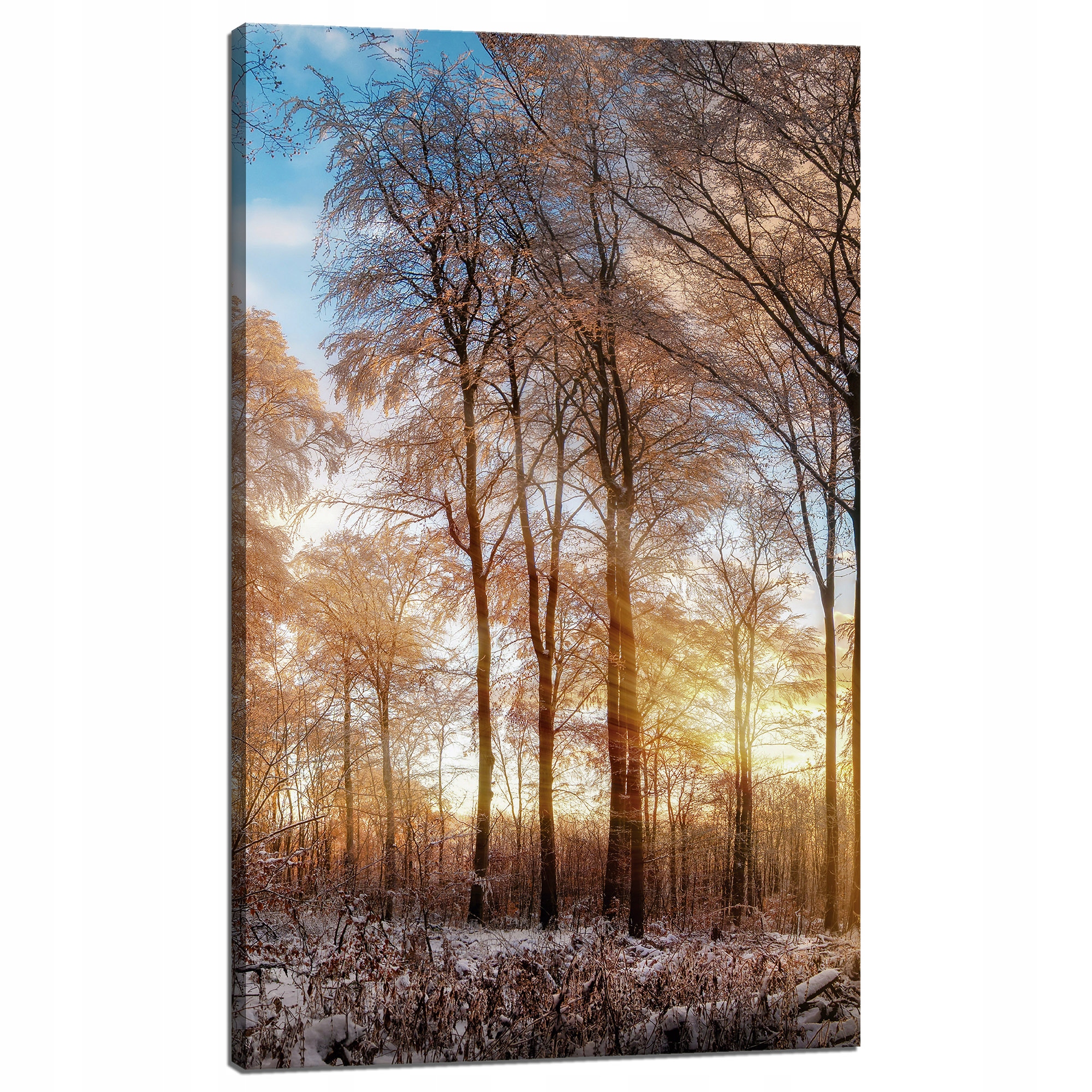 Obraz na plátně Stromy Zima Vycházející Slunce 60x100 cm