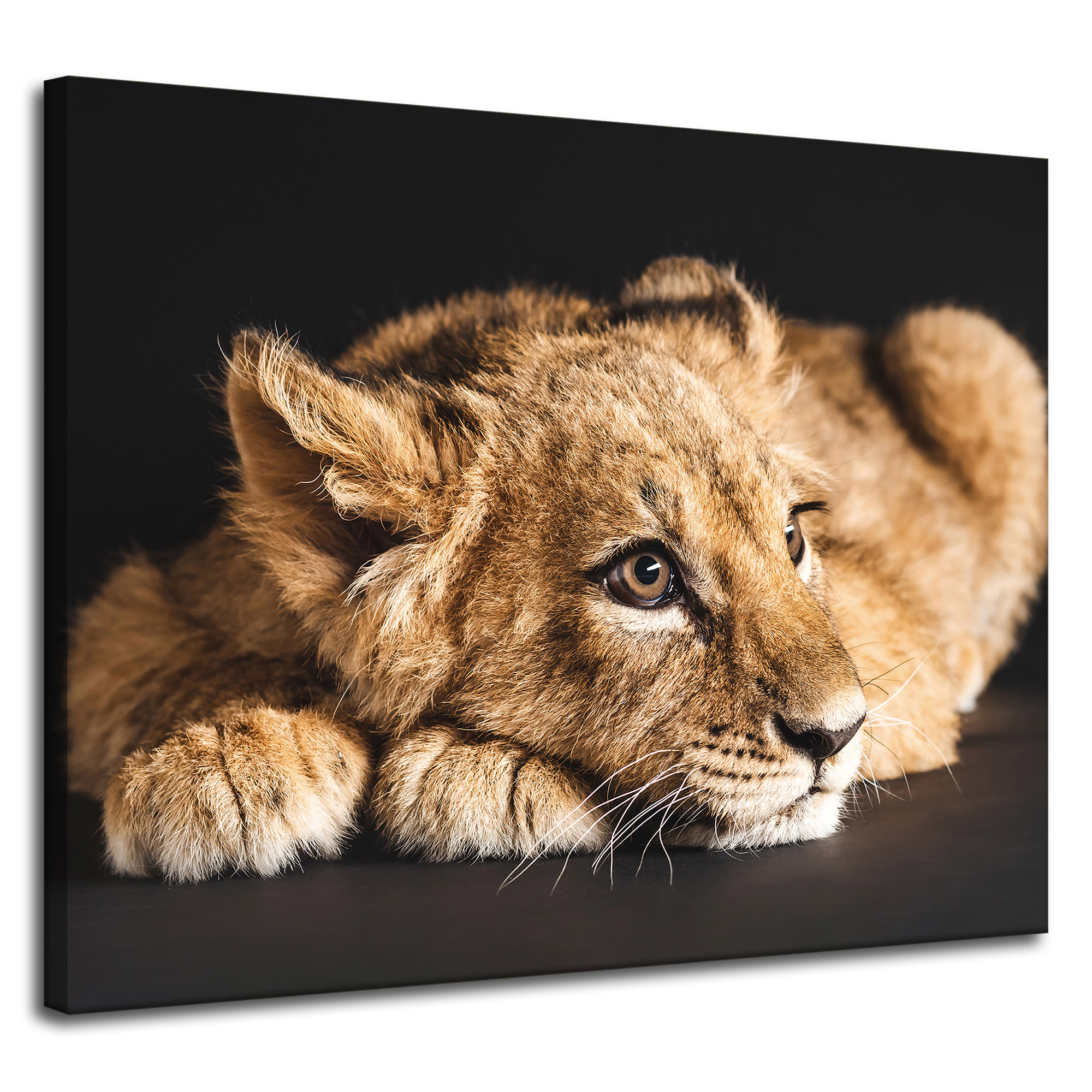 Obraz na plátně Ležící malý lev příroda 100x80 cm Ideální jako dárek