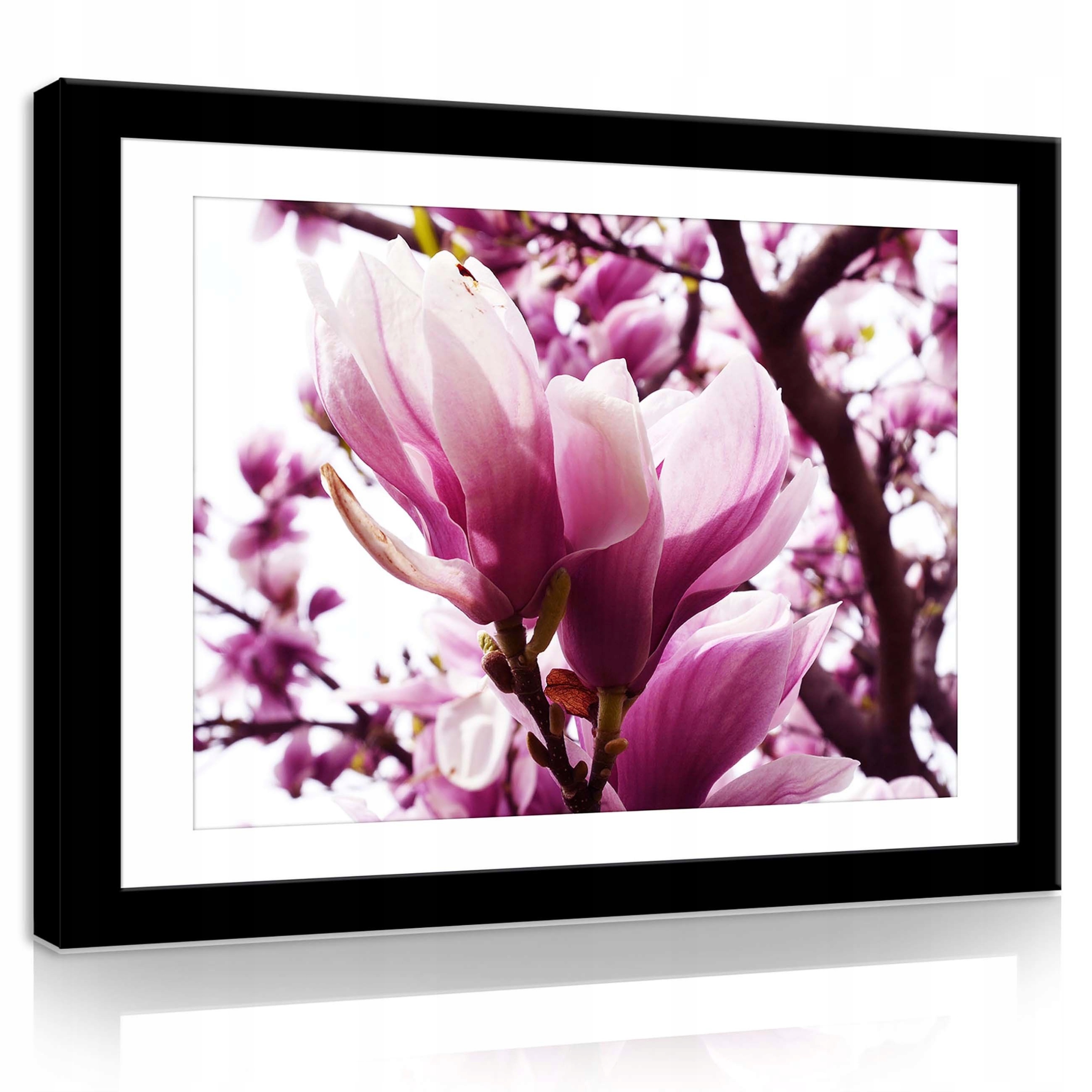 Obraz 80x60 Magnolie květy jaro kvetení jemnost růžová příroda