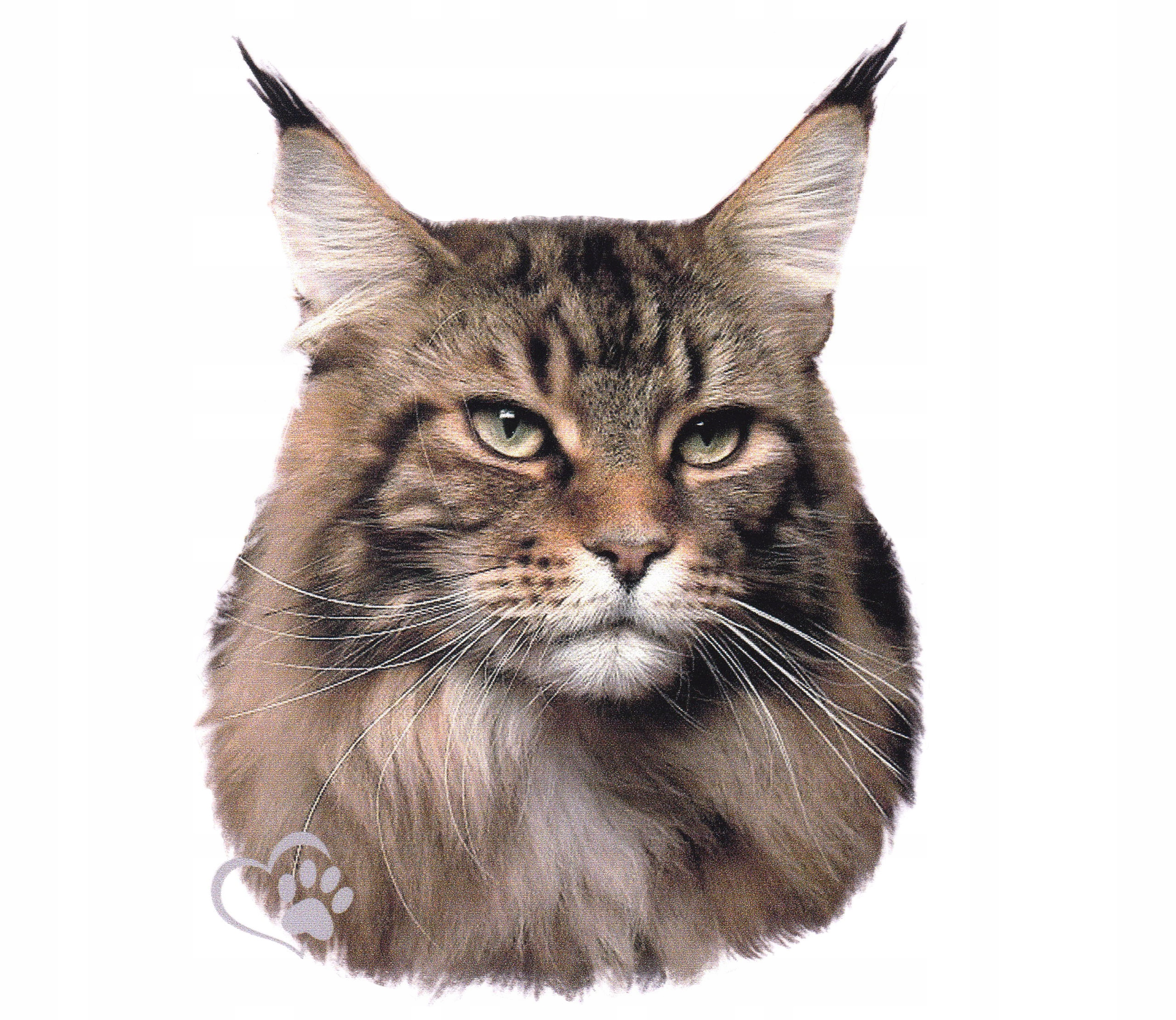 

Naklejka Nalepka Kot Kotek Rasowy Maine Coon 2 Uv