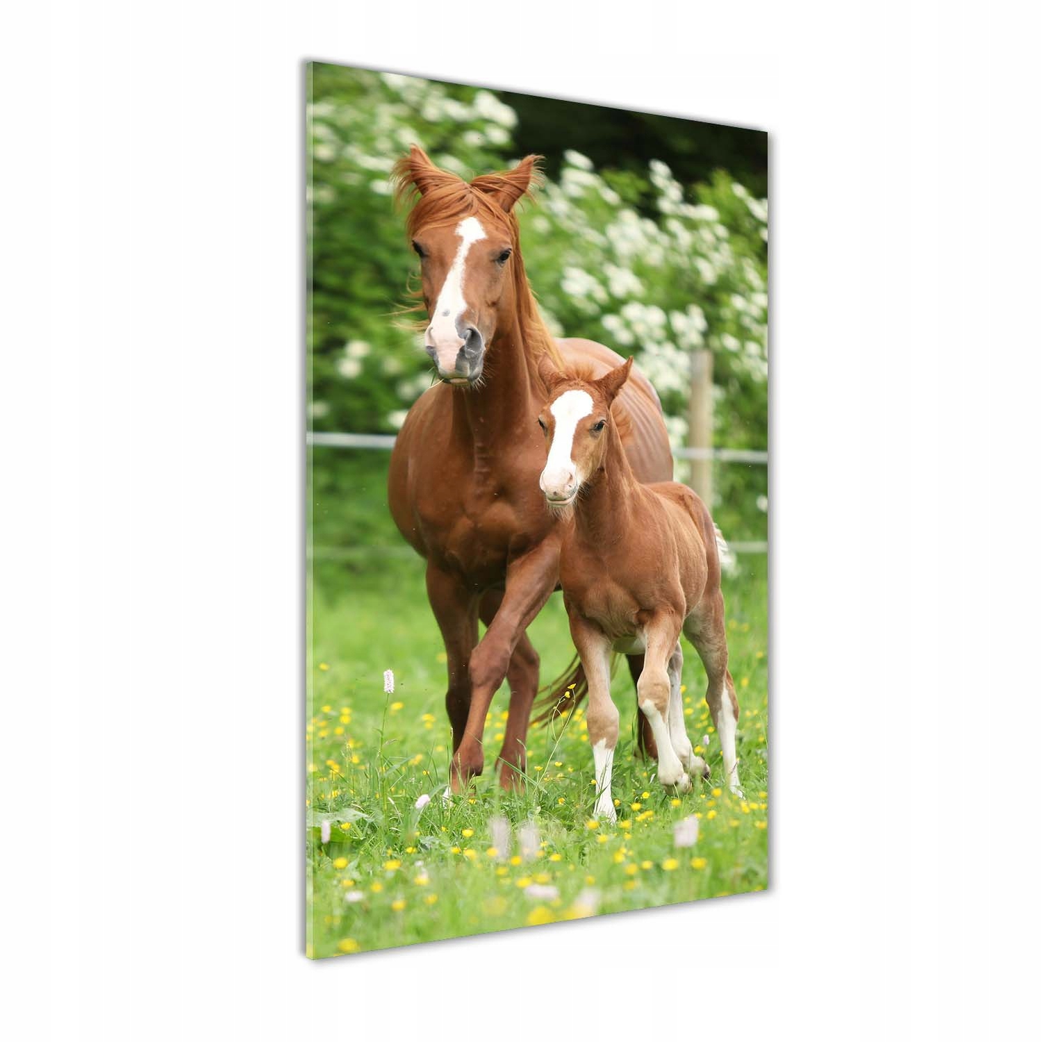 

Foto obraz akryl do salonu Klacz i źrebię 70x140cm