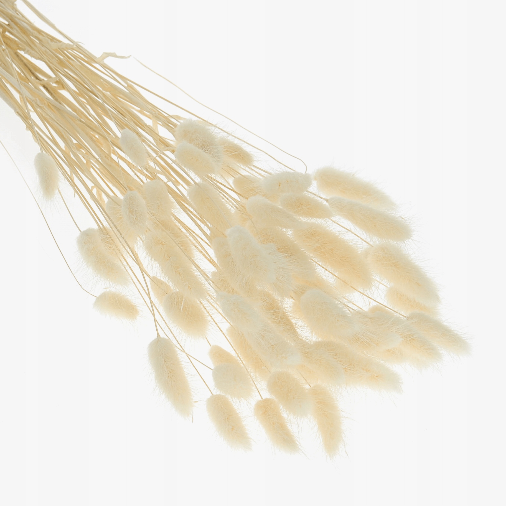 

Suszony dmuszek jajowaty ecru lagurus ~60 szt.