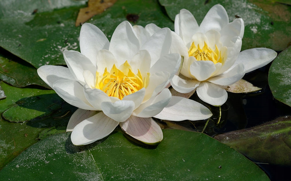 LILIA WODNA ALBA BIAŁA ROŚLINA DO OCZKA WODNEGO STAWU ZBIORNIKÓW WODNYCH