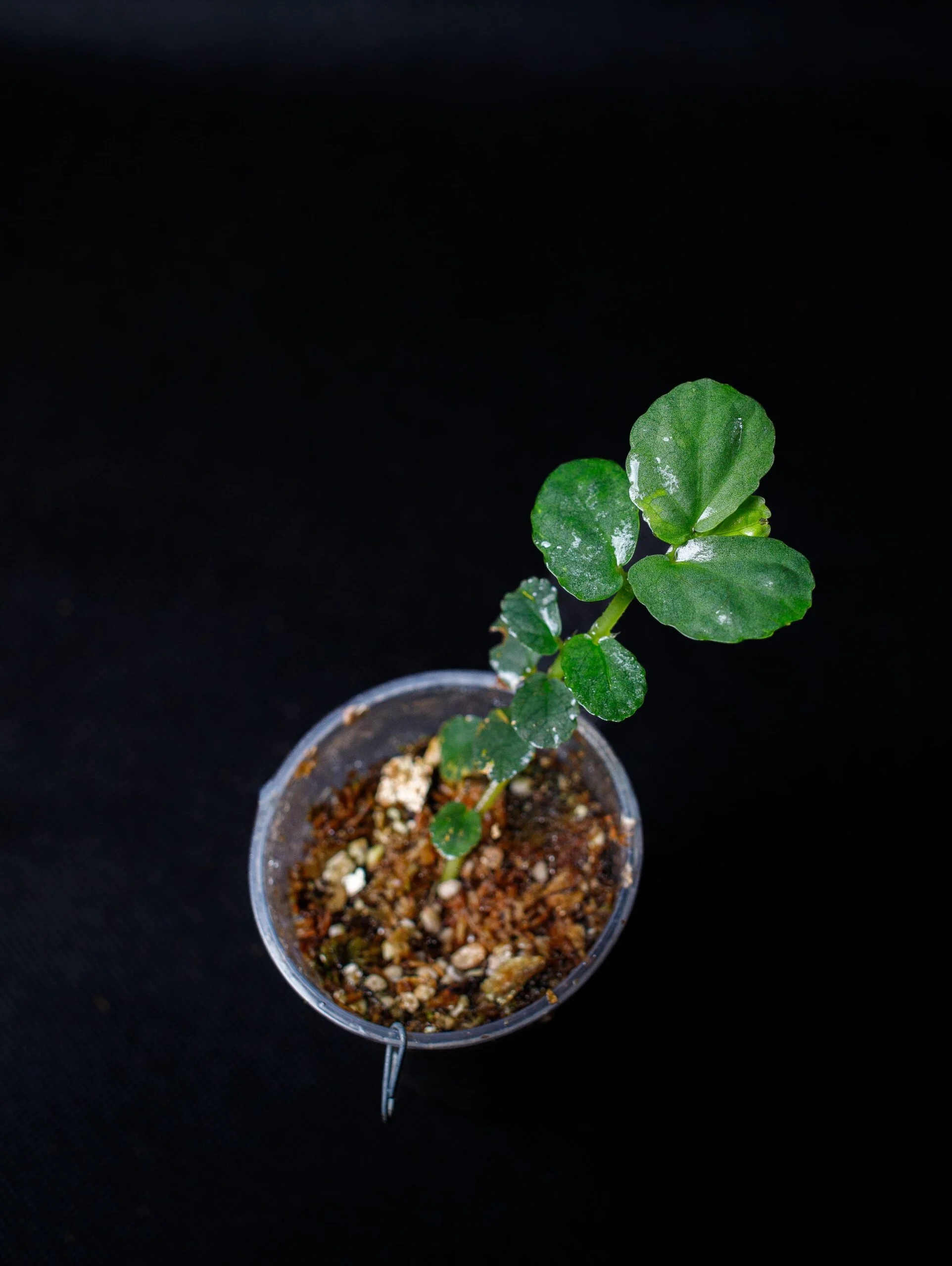 Levně Elatostema sp. rostlina do terária paludárium