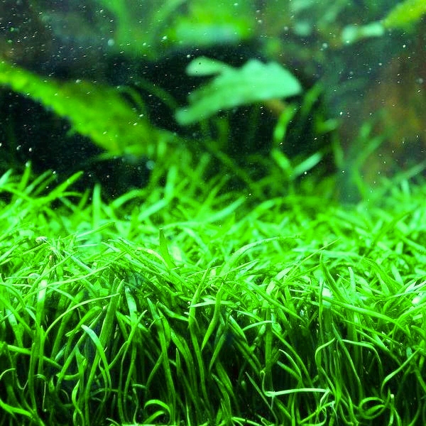 Lilaeopsis Brasilensis - RA koszyk XXL