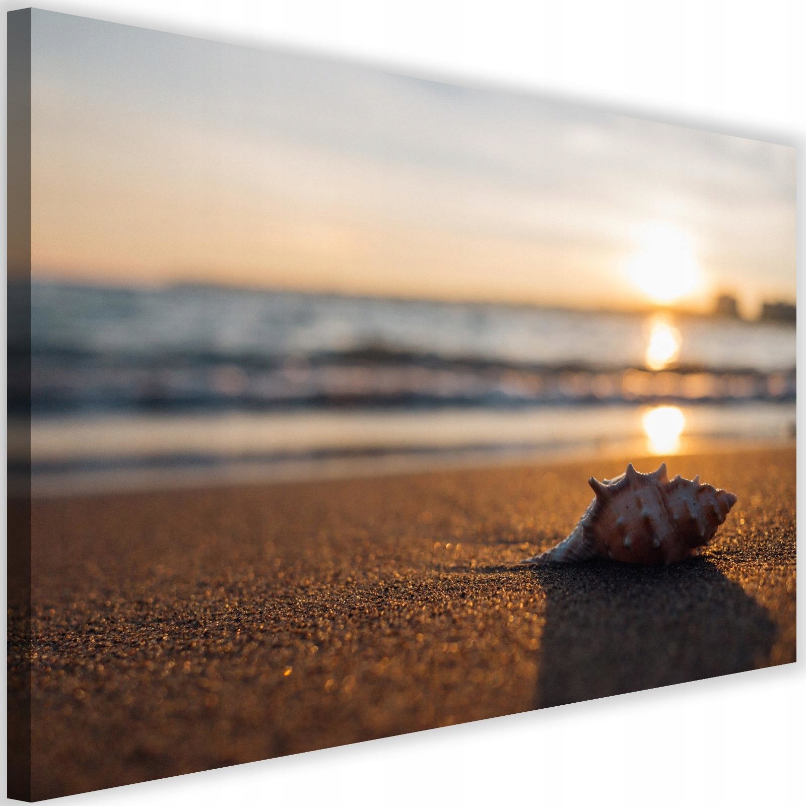 

Obraz Morze Muszekla Nowoczesny Do Salonu 60x40